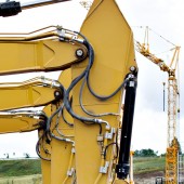 Olypian quarrels et gorilla congolium sic